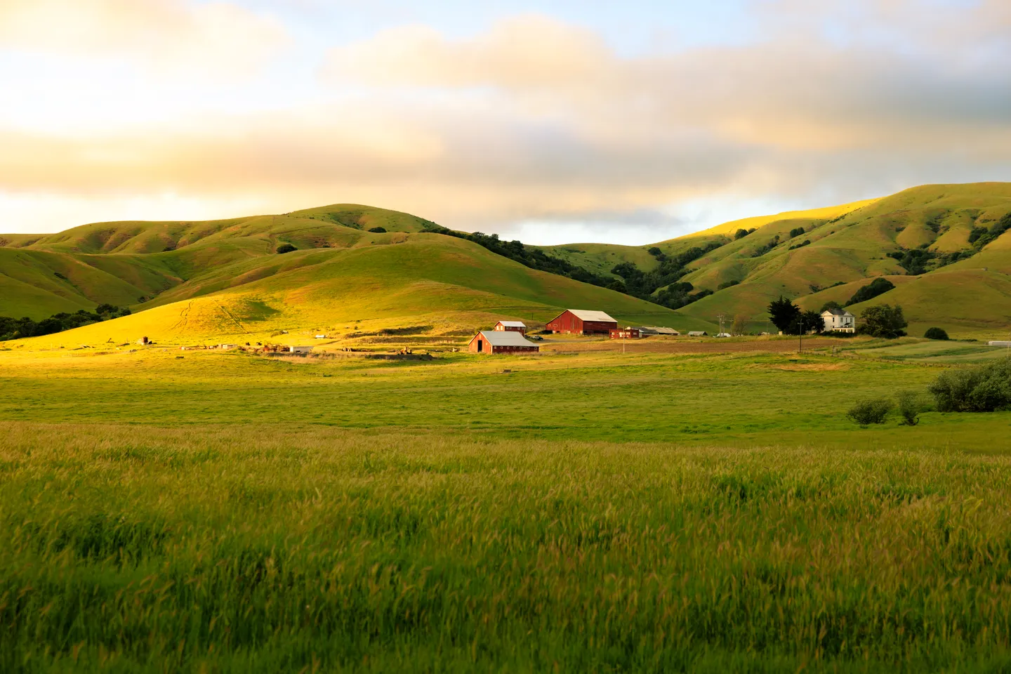 Red barns among grassy Sonoma County hills